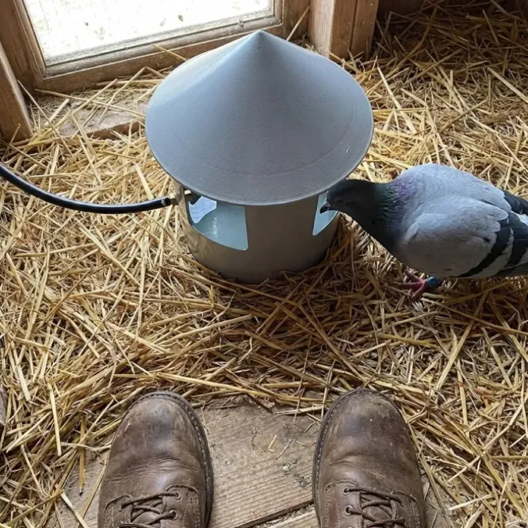 Abreuvoir automatique à grit pour pigeon Diam. 22