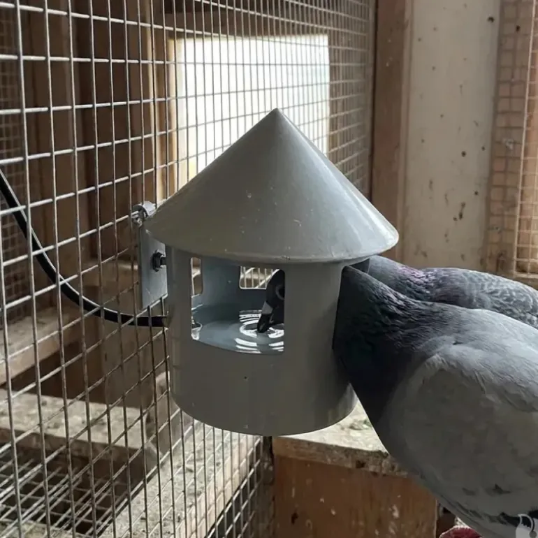 Abreuvoir automatique à grit pour pigeon Diam. 22