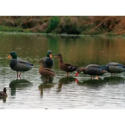 Appelant colvert femelle cou droit sur pied en acier