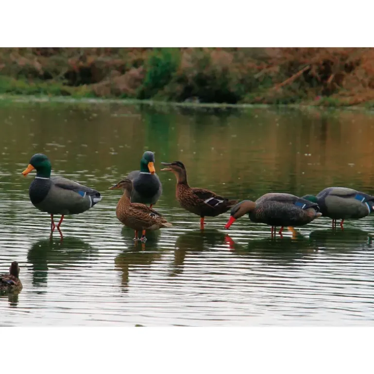 Appelant colvert femelle cou droit sur pied en acier