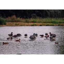 Appelant colvert femelle mangeur sur pied en acier
