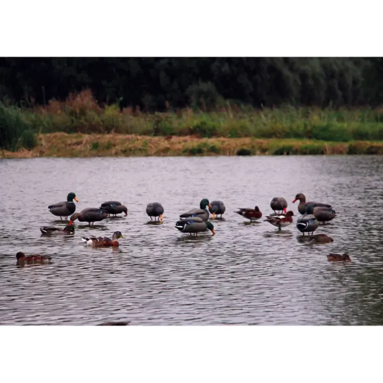 Appelant colvert femelle mangeur sur pied en acier