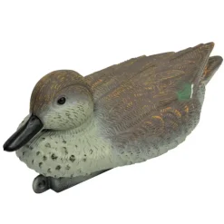 Blette de Sarcelle d'hiver femelle résistant