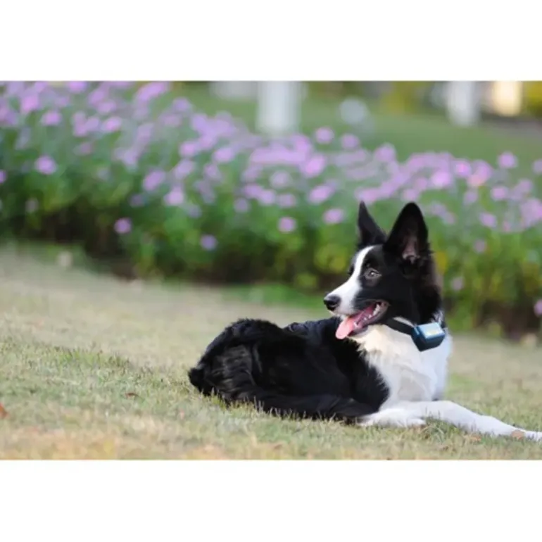 Collier anti-aboiement pour gros chien "Canicalm"