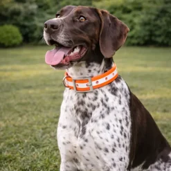 Collier pour chien orange phosphorescent 45 cm