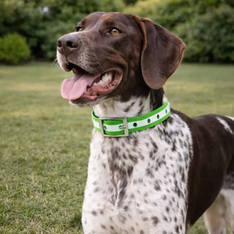 Collier pour chien vert phosphorescent 45 cm