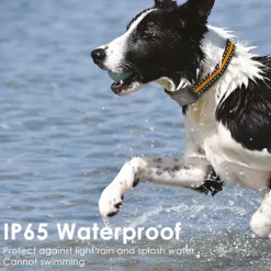 Collier traceur GPS 4G pour animaux - IP65 - Application gratuite