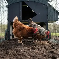 Enclos standard 2m pour poulailler surélevé 8 à 15 poules
