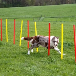 Kit complet d'agilité pour chien Agility en 3 parties