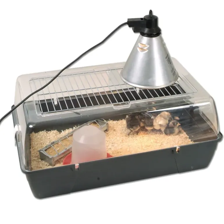 Kit de démarrage pour élevage de poussins