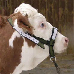 Licol pour bovins et taurillons en cuir