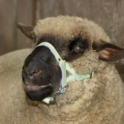 Licol pour mouton ou bélier en cuir