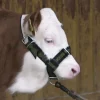 Licol pour veau réglable