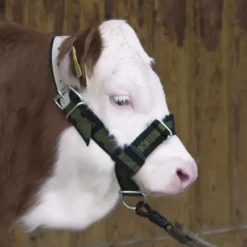 Licol pour veau réglable