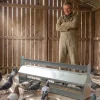Mangeoire à rouleau pour pigeon 1m