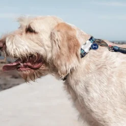Médaille gravable pour chien - Ø 3 cm - Acier Inoxydable RedDingo