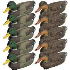Pack 5 colverts mâles et 5 femelles