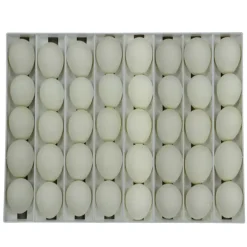 Panier d'incubation pour 40 oeufs d'oie TR40