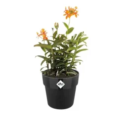 Pot de fleurs Elho Ø22xH20cm noir en plastique recyclé avec réservoir d'eau intégré