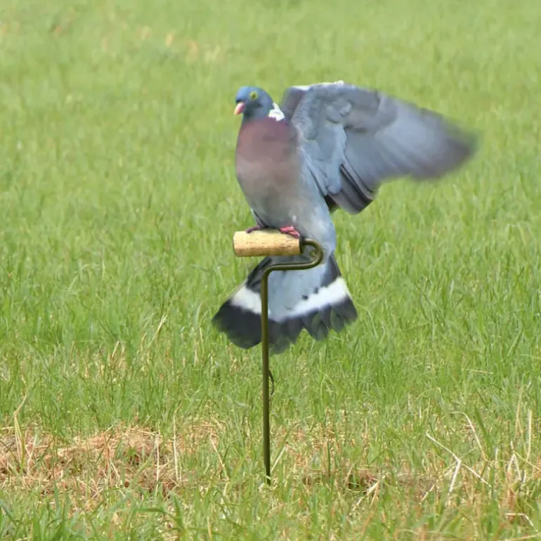 Rouleau électrique pour pigeons