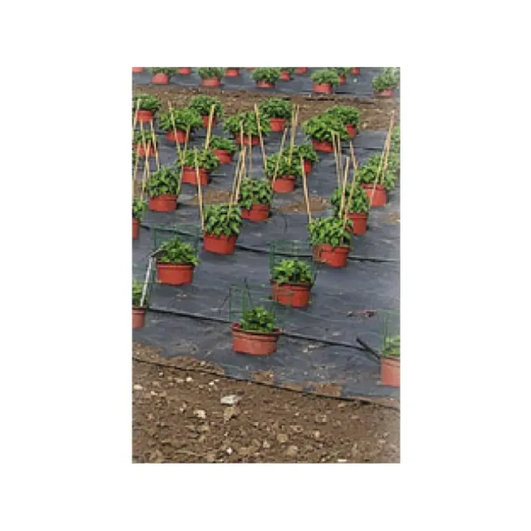 Toile de paillage perforé pour fruits et légumes largeur 1,30m (au mètre)
