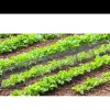 Tunnel de protection pour potager maillé - 3 m